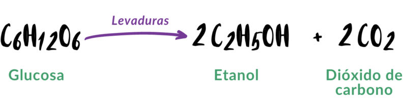 Fermentación alcohólica glucosa es transformada por las levaduras a etanol y dioxido de carbono